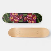 Schöne Orchidee, Miltoniakreuzung Skateboard (Horizontal)