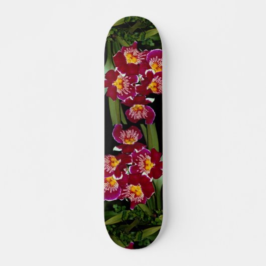 Schöne Orchidee, Miltoniakreuzung Skateboard (Vorne)