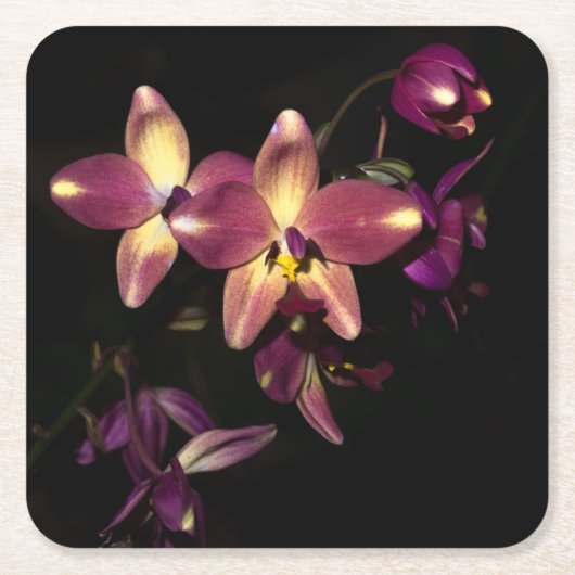Schöne Orchideen Rechteckiger Pappuntersetzer (Vorderseite)