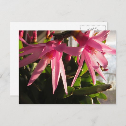 Schöne Osterkakteen-Blume Feiertagspostkarte (Vorne/Hinten)