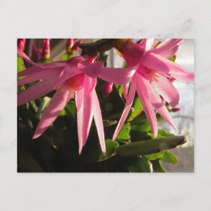 Schöne Osterkakteen-Blume Feiertagspostkarte