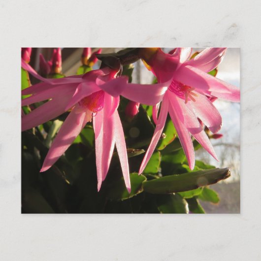 Schöne Osterkakteen-Blume Feiertagspostkarte (Vorderseite)