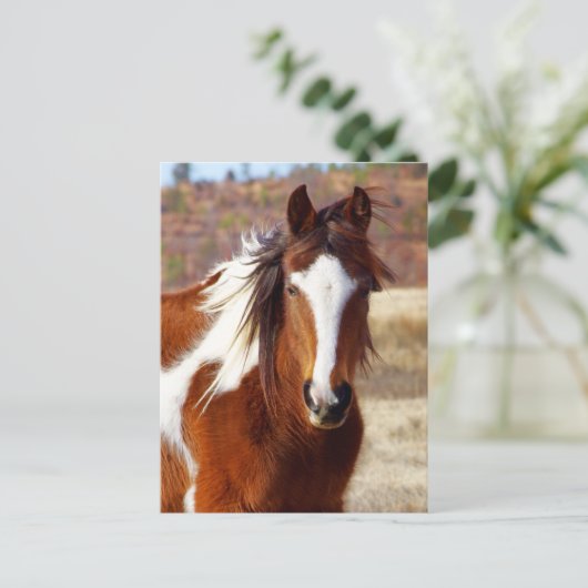 Schöne Paint Horst Postkarten (Stehend Vorderseite)