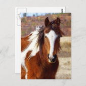 Schöne Paint Horst Postkarten (Vorne/Hinten)