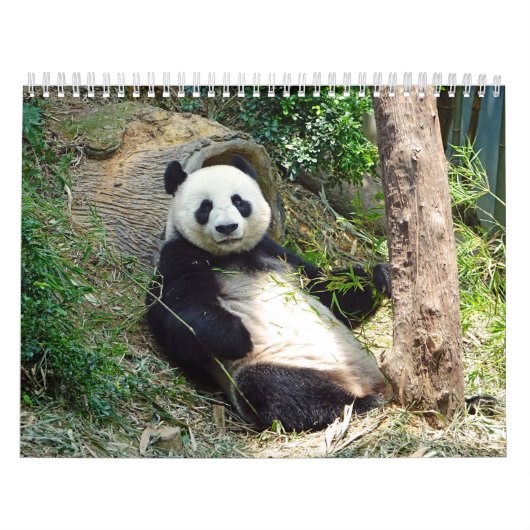 Schöne Panda Bears Schöne Naturfotografie Kalender (Titelbild)