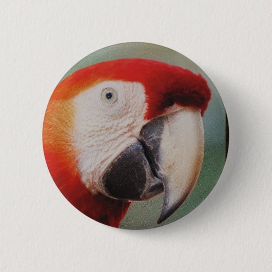 Schöne Parrot-Taste Button (Vorderseite)