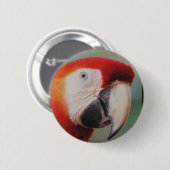 Schöne Parrot-Taste Button (Vorne & Hinten)