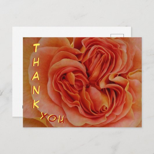 Schöne Pastel Rose Nah Up Danke Postcard Postkarte (Vorne/Hinten)