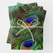 Schöne Peacock Feathers Geschenkpapier Set (Beispiel)