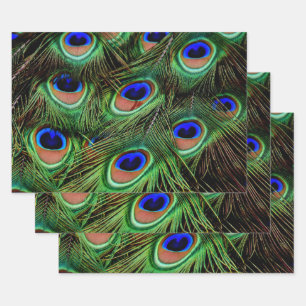 Schöne Peacock Feathers Geschenkpapier Set