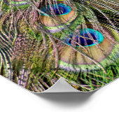 Schöne Peacock Feathers Poster (Ecke)