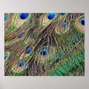 Schöne Peacock Feathers Poster