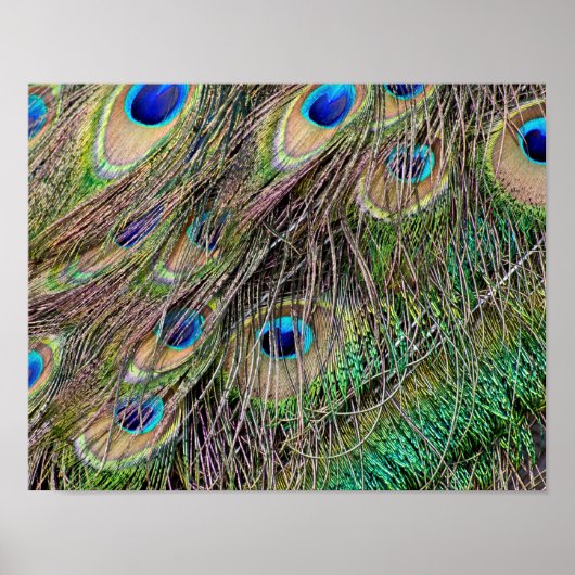 Schöne Peacock Feathers Poster (Vorne)