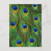 Schöne Peacock Feathers Postkarte (Vorderseite)
