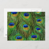Schöne Peacock Feathers Postkarte (Vorne/Hinten)