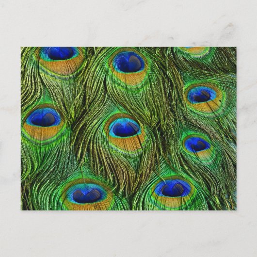Schöne Peacock Feathers Postkarte (Vorderseite)