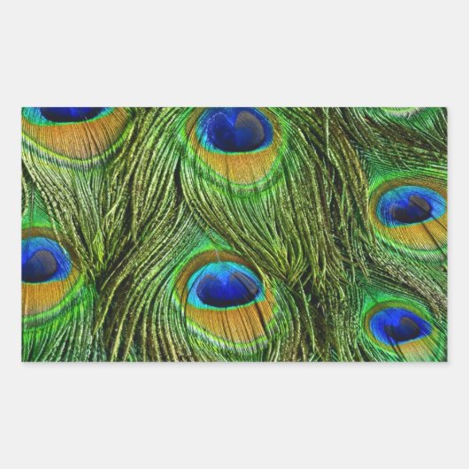 Schöne Peacock Feathers Rechteckiger Aufkleber (Vorderseite)