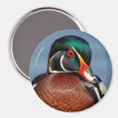 Schöne Pensive Holzente im Marsch Magnet (Vorderseite/Rückseite)