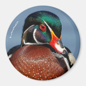 Schöne Pensive Holzente im Marsch Magnet (Vorne)