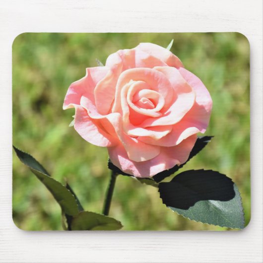 Schöne, perfekt rosa Rose Blume Mousepad (Vorne)