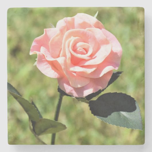 Schöne, perfekt rosa Rose Blume Steinuntersetzer (Vorderseite)