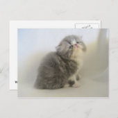 Schöne persische Kätzin-Postkarte Postkarte (Vorne/Hinten)