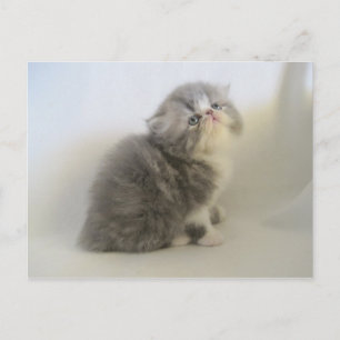 Schöne persische Kätzin-Postkarte Postkarte