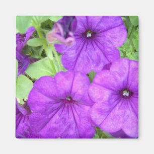 Schöne Petunia-Magnet Magnet