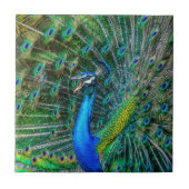 Schöne Pfau mit seinem Schwanz Feathers Open Fliese (Vorderseite)