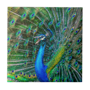 Schöne Pfau mit seinem Schwanz Feathers Open Fliese