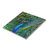 Schöne Pfau mit seinem Schwanz Feathers Open Fliese (Seite)