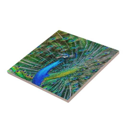 Schöne Pfau mit seinem Schwanz Feathers Open Fliese (Seite)