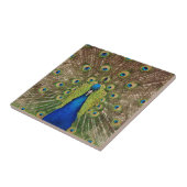 Schöne Pfau- und Federdruck-Keramikfliese Fliese (Seite)