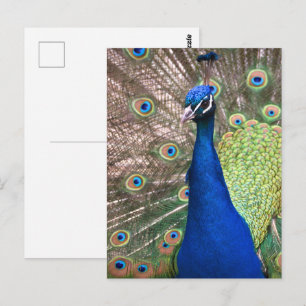 Schöne Pfauenfeder Hintergrund Postkarte