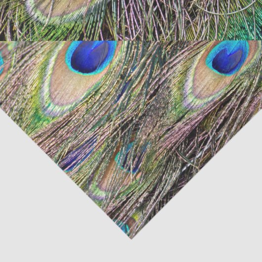 Schöne Pfauenfedern Seidenpapier (Detail)