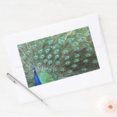 Schöne Pfauenkleber Rechteckiger Aufkleber (Umschlag)