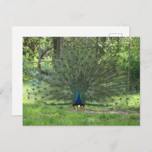 Schöne Pfauenschauspiele mit Federn Postkarte (Vorne/Hinten)