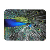 Schöne Pfauenspülung mit bunten Federn Magnet (Horizontal)