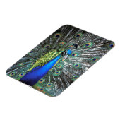 Schöne Pfauenspülung mit bunten Federn Magnet (Linke Seite)