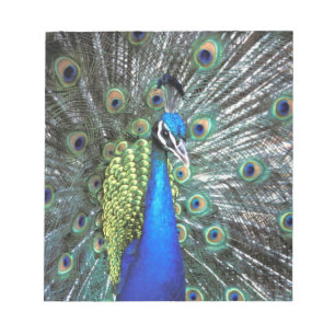 Schöne Pfauenspülung mit bunten Federn Notizblock