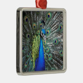 Schöne Pfauenspülung mit bunten Federn Silbernes Ornament (Rechts)