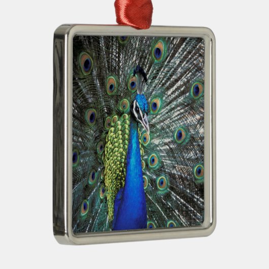 Schöne Pfauenspülung mit bunten Federn Silbernes Ornament (Rechts)