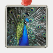 Schöne Pfauenspülung mit bunten Federn Silbernes Ornament (Vorne)