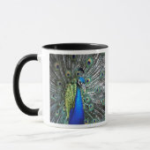 Schöne Pfauenspülung mit bunten Federn Tasse (Links)