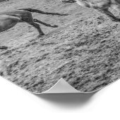 Schöne Pferde B&W Poster (Ecke)