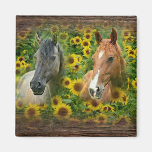Schöne Pferde im Feld der Sonnenblumen Magnet