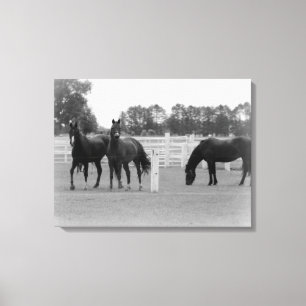 Schöne Pferde/Leinwand Wrap/Schwarz & Weiß Leinwanddruck