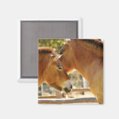 Schöne Pferde Magnet (Vorderseite/Rückseite)