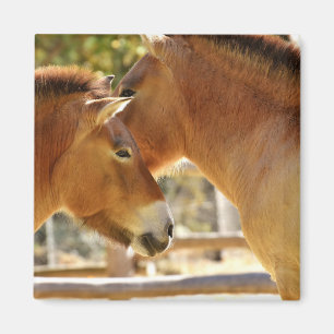 Schöne Pferde Magnet