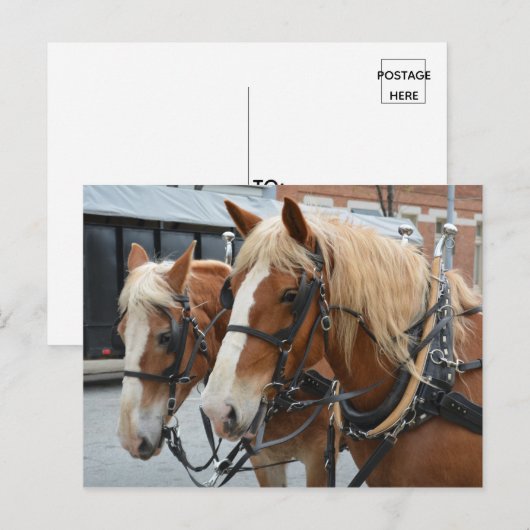 Schöne Pferde mit Driving Harness Postkarte (Vorne/Hinten)